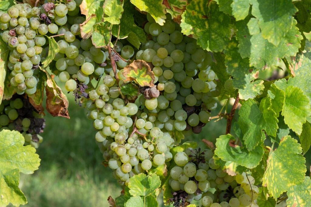 View of Riesling grapes growing in a vineyard