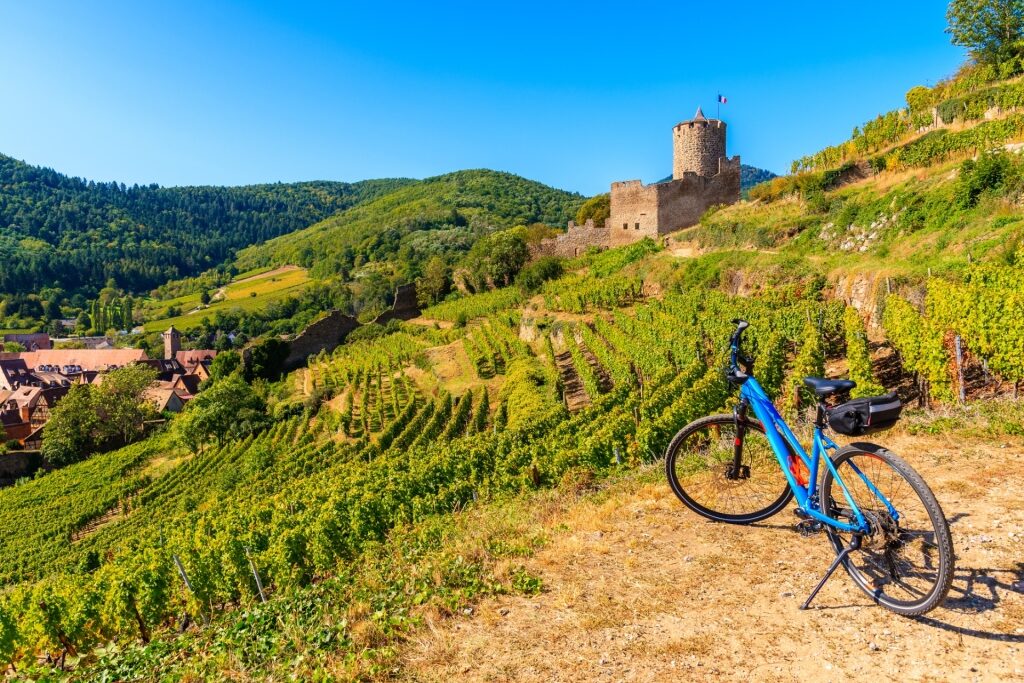 Vineyard landscape with a parked bike and distant Kaysersberg Castle