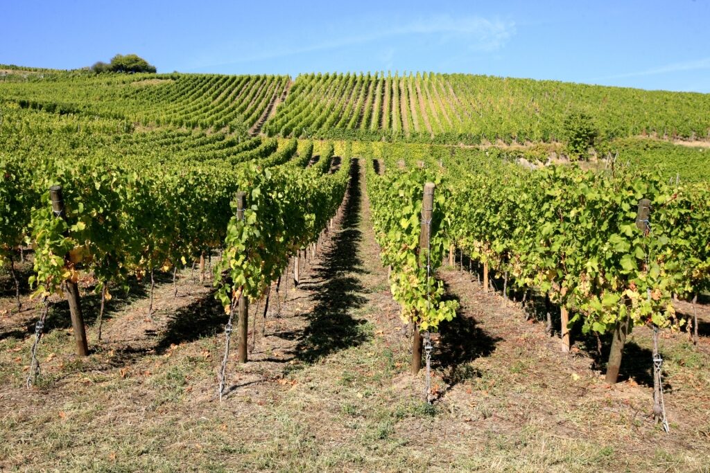 Alsace vineyard view with rows of grapevines