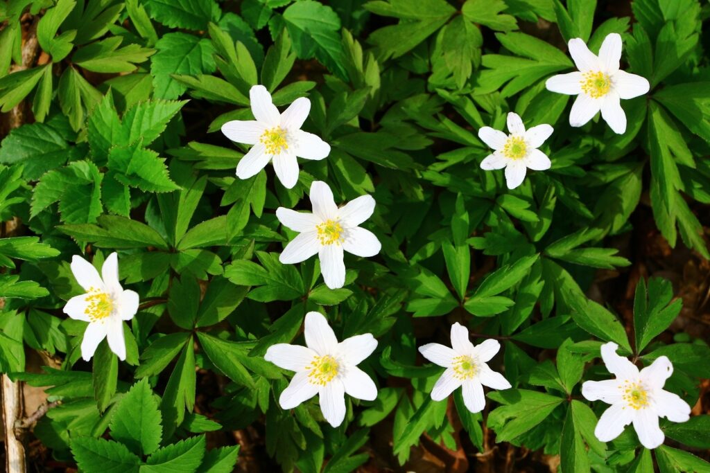 White anemones in full bloom under natural light