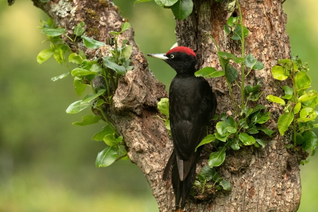Black woodpecker perched on an apple tree