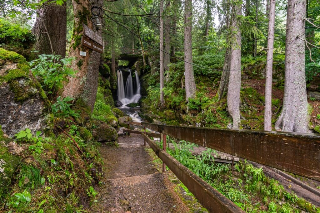 Peaceful hiking route lined with tall trees in the Southern Black Forest Nature Park