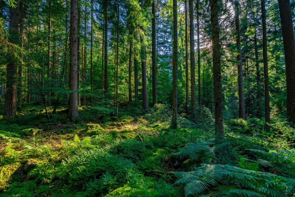 Dense forest of towering trees in the Black Forest region