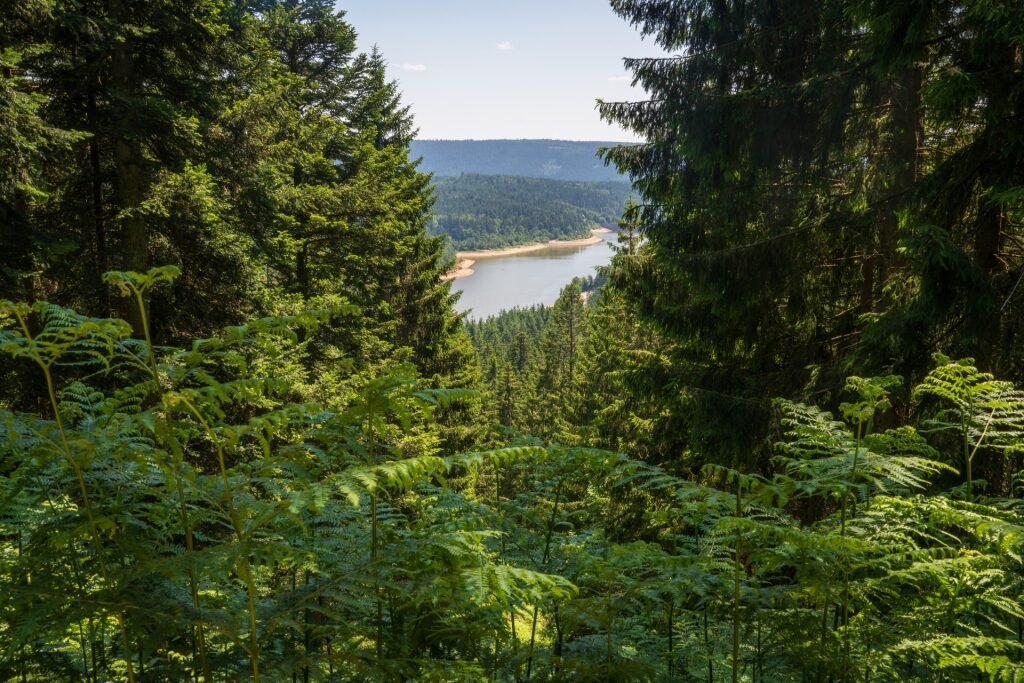 Schwarzwald National Park with dense evergreen forests