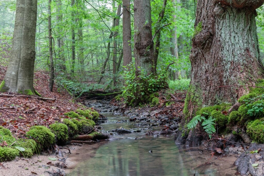 Tranquil forest scene in Steigerwald with majestic old beech trees