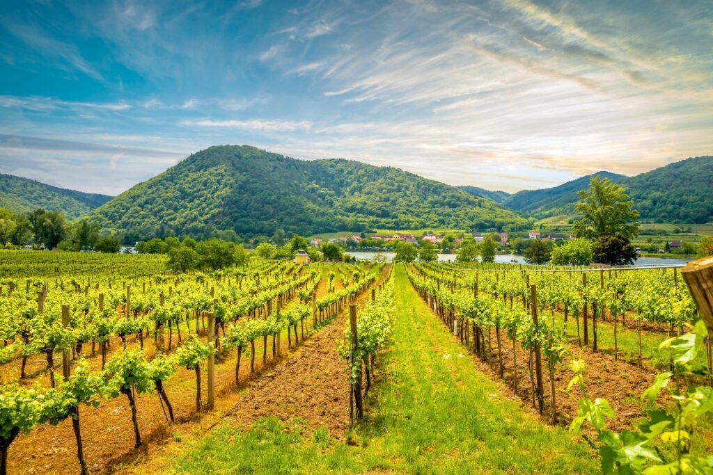 Lush green vineyards in Wachau Valley, Lower Austria