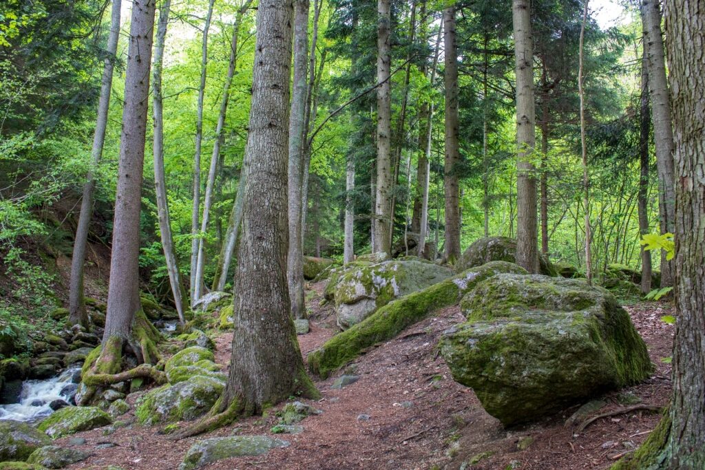 Forest trees in the Ysperklamm area of Lower Austria