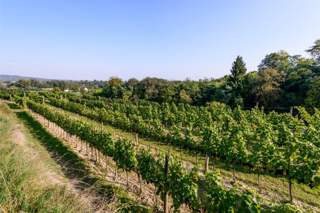 Scenic vineyards stretching across the Kamptal Valley in Lower Austria