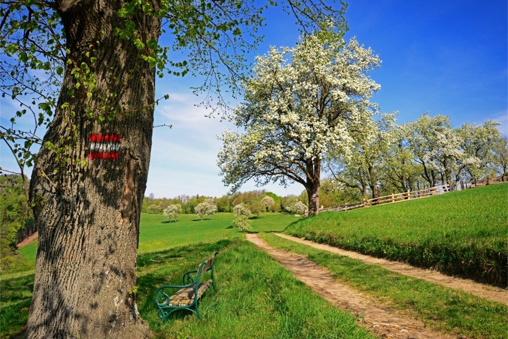 Scenic trail in Wienerwald during hiking in Austria