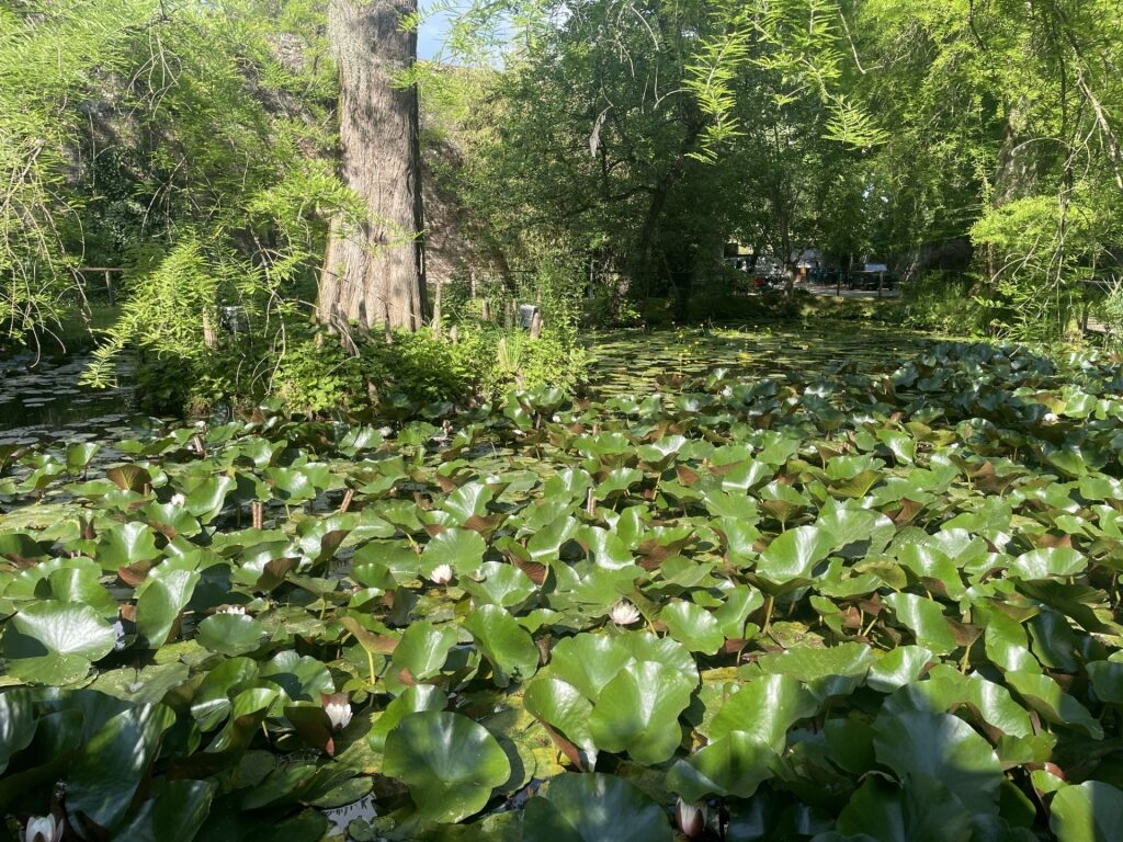 Historic botanical garden in Lucca, Tuscany featuring exotic and local plants
