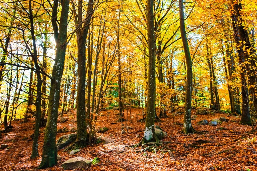 Montseny Natural Park in Catalonia, Spain, with lush forest