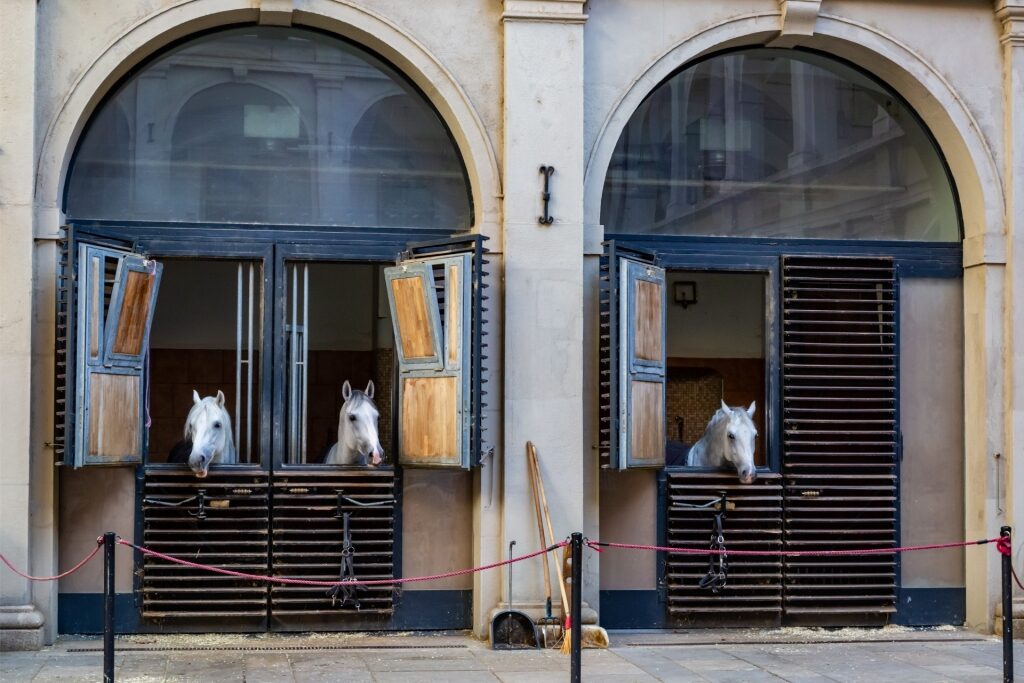 Historic stables of the Spanish Riding School with horses