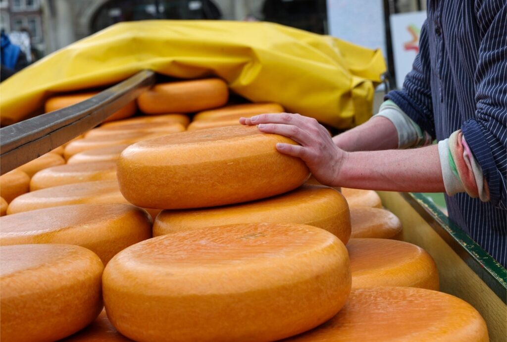 Whole round cheeses for sale at the traditional cheese market in Gouda