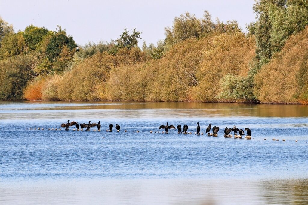 Cormorants resting on lake stones at the Reeuwijkse Plassen nature area