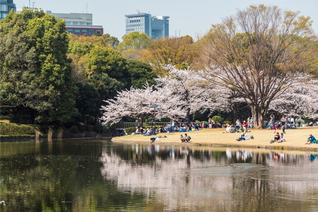 Park scene inside Kitanomaru, Tokyo with pond and cherry blossoms
