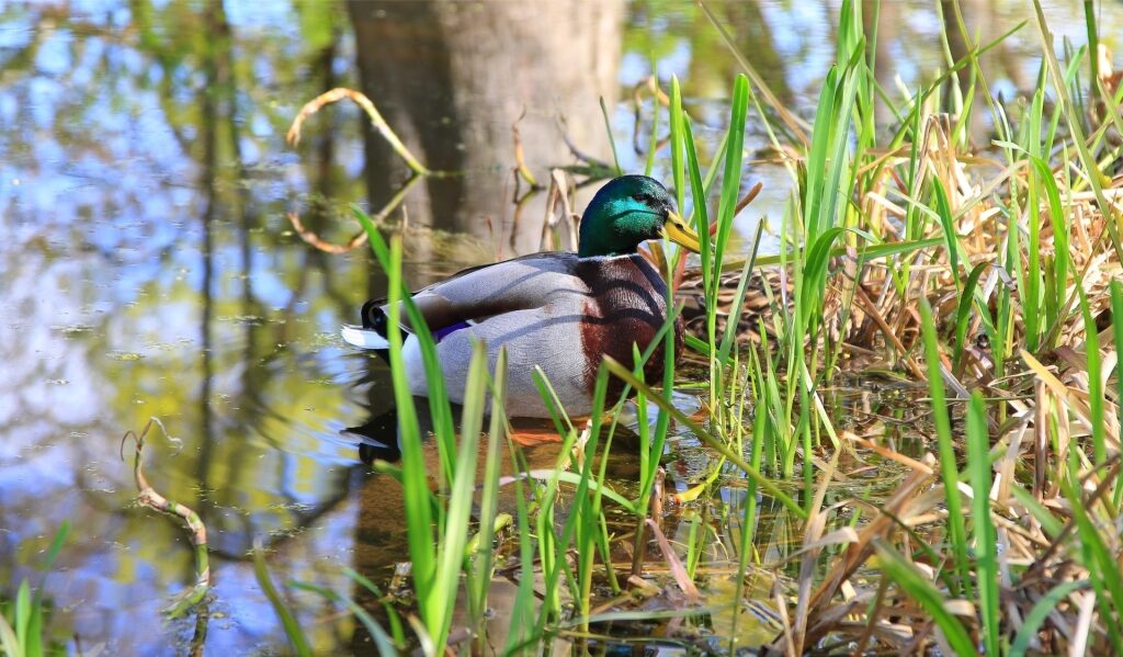 Green-headed mallard drake in Regensburg