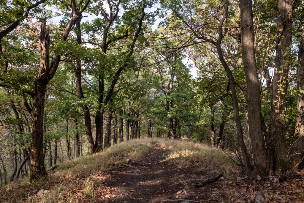 Scenic walking path in Duna–Ipoly National Park