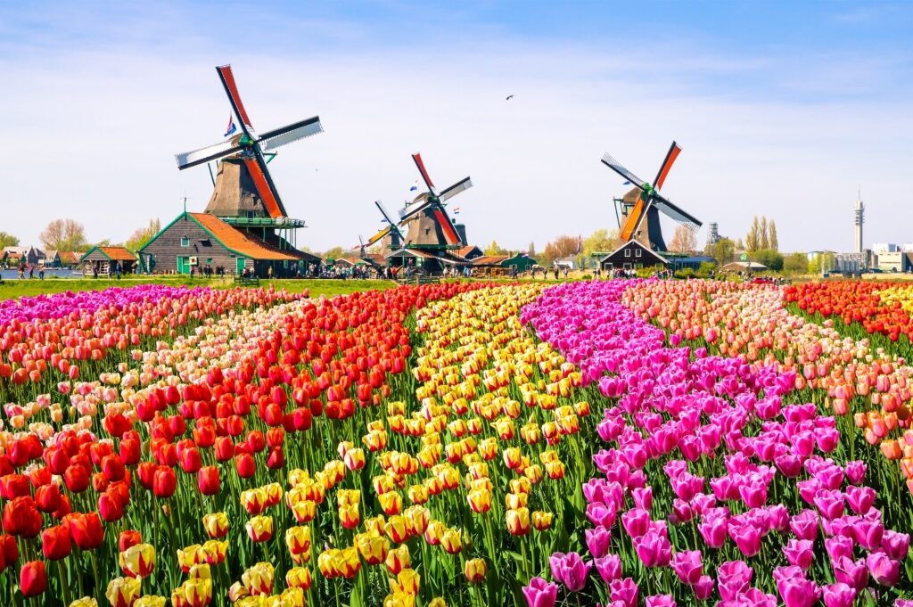 Colorful tulips with traditional windmills behind in Zaanse Schans