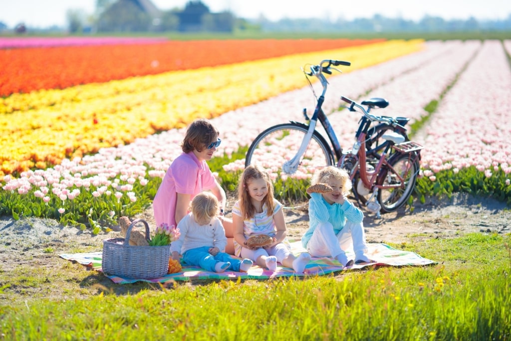 Family picnic at tulip flowers fields in Holland.