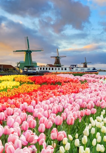 Dutch windmills over tulip flowers field in sunny day, Netherlands