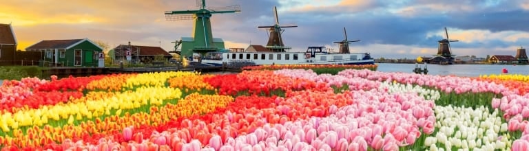 Dutch windmills over tulip flowers field in sunny day, Netherlands