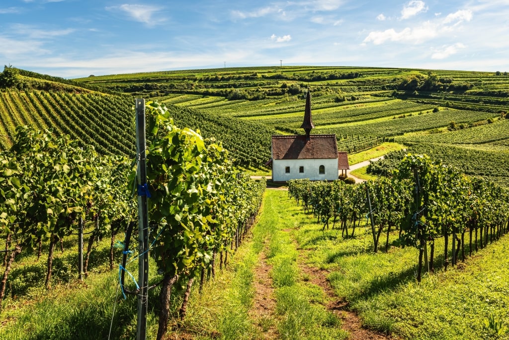 Vineyards and Eichert Kapelle in the Kaiserstuhl wine region, Jechtingen, Sasbach am Kaiserstuhl, Baden-Wuerttemberg, Germany.