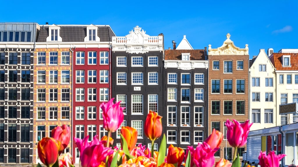The traditional Zaanse Schans architecture with colorful tulips against a clear blue sky. 