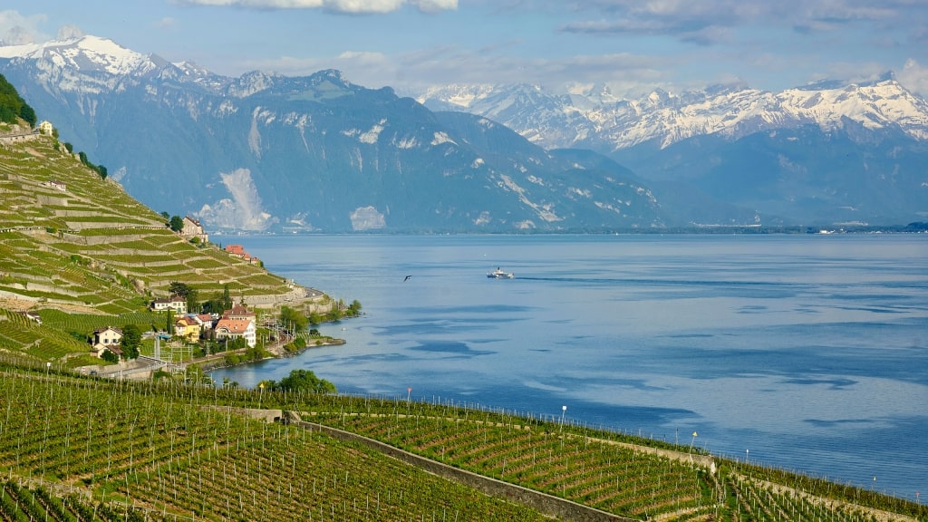 Terraced Lavaux vineyards slope down to Lake Geneva beneath snow-capped mountains.