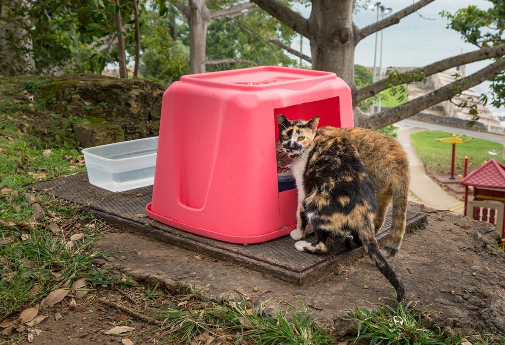 Stray cats gather at a bright pink feeding shelter provided by Save a Gato along the coastal parklands of San Juan.