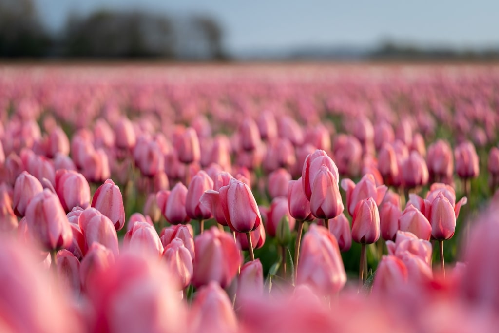 Close-up of a beautiful pink tulip flower in a flower field in the Netherlands, spring time
