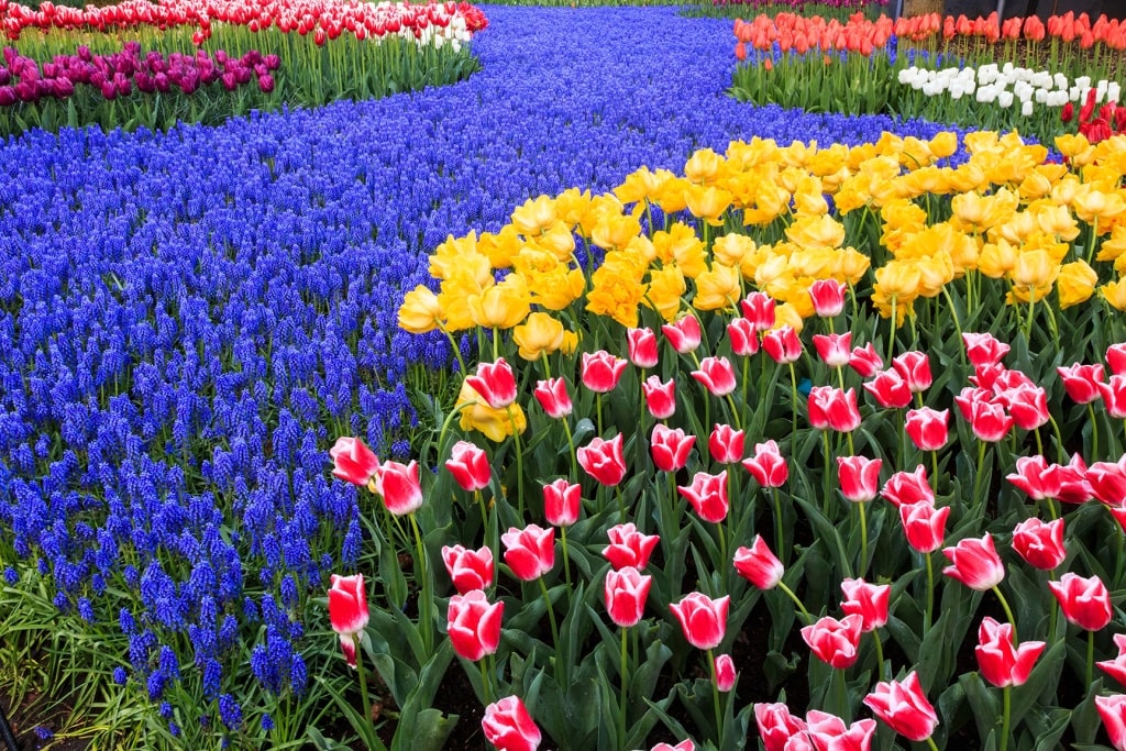 Dutch tulip and hyacinth garden plantings at Lisse, Netherlands.
