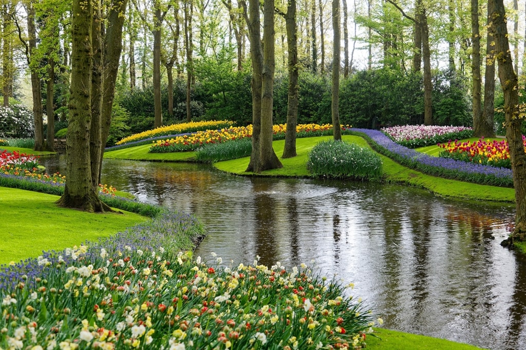 On a spring morning, colorful tulip flowers bloom on the riverside meadows in the green lush forest of Keukenhof in Lisse, Netherlands.