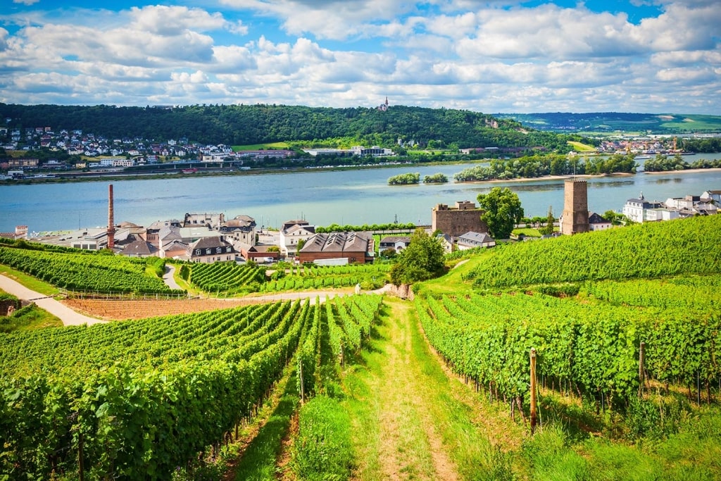 Aerial panoramic view of the Rudesheim am Rhein vineyards in the Rhine Valley, Germany