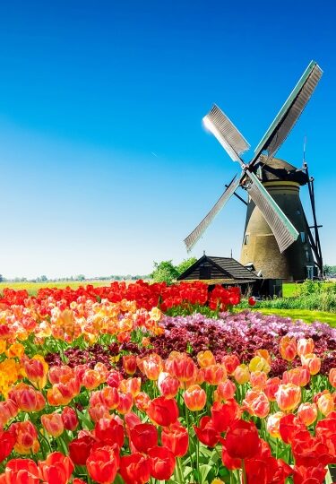 Bright tulips and historic windmills at Kinderdijk capture the timeless beauty of the Dutch waterways.