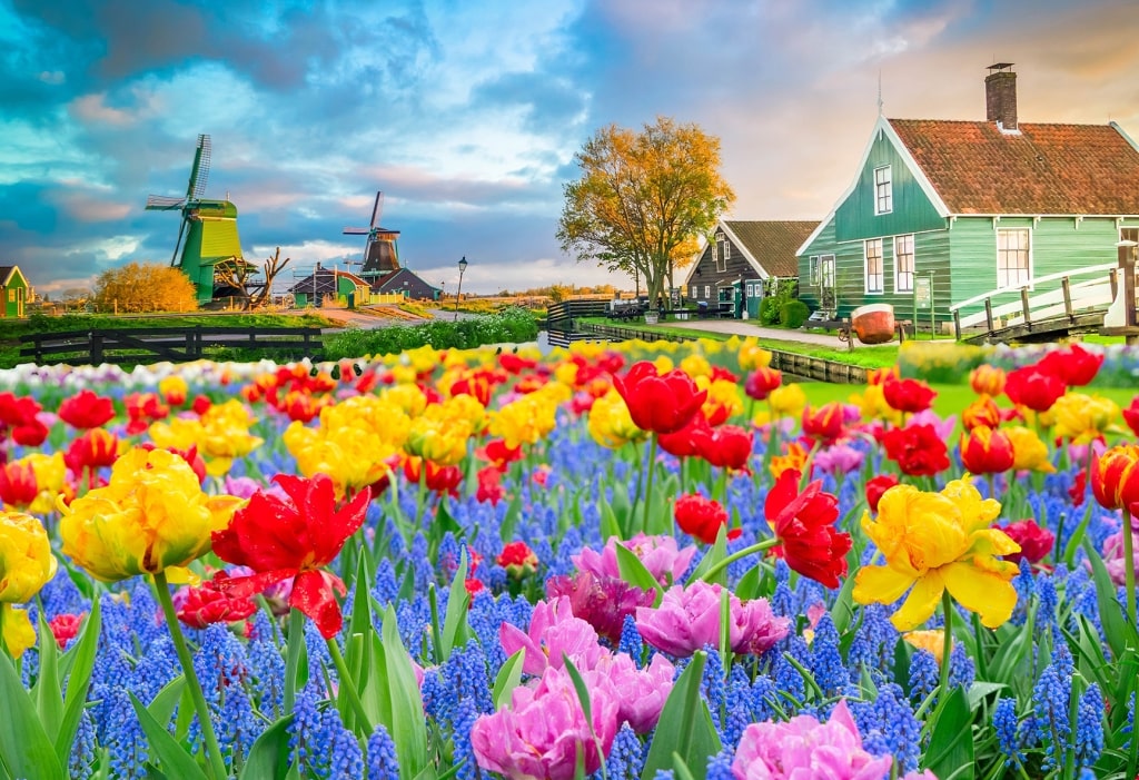 Vibrant flowerbeds, green wooden houses, and historic windmills bring the colorful, postcard-perfect charm of Zaanse Schans to life.