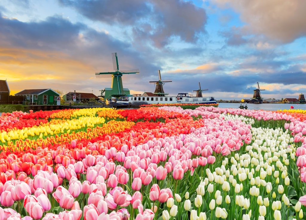 A vibrant expanse of blooming tulips set against historic wooden windmills captures the quintessential springtime landscape of the Dutch countryside during river cruise season.