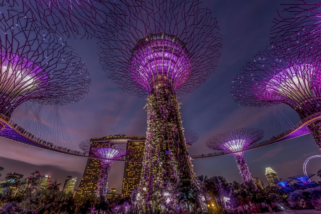 The illuminated Supertree Grove and OCBC Skyway glowing purple at night in Gardens by the Bay, Singapore.