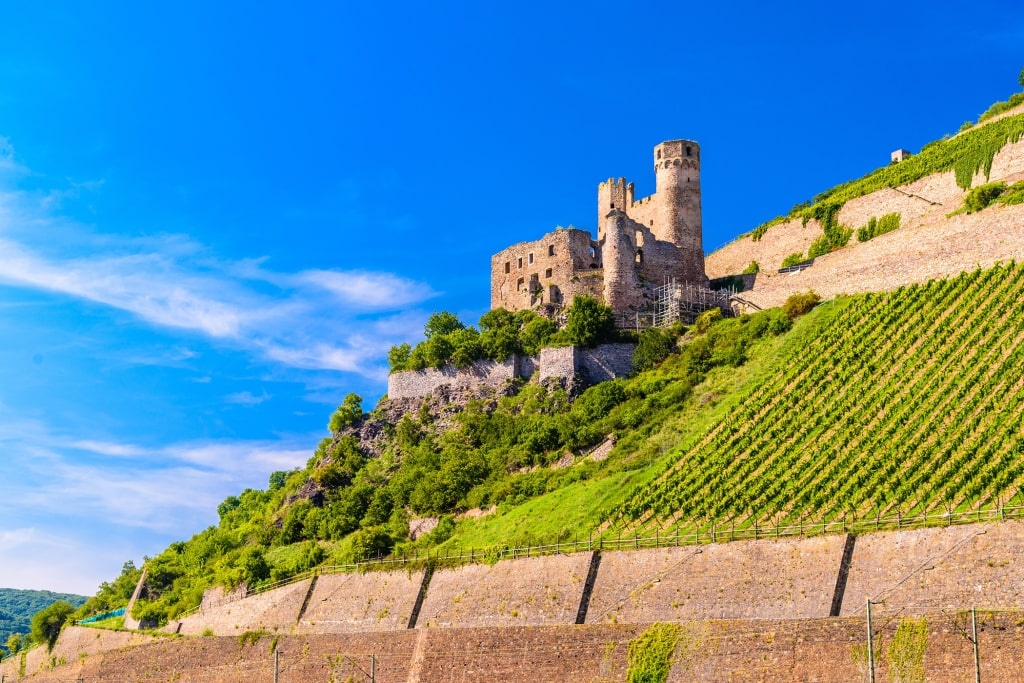 The ruins of Ehrenfels Castle (Burg Ehrenfels) standing amidst steep vineyard terraces along the Rhine River.
