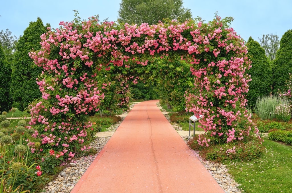 Pink path leading through a plant arch with pink flourishing roses at the Garden Tulln, Austria.