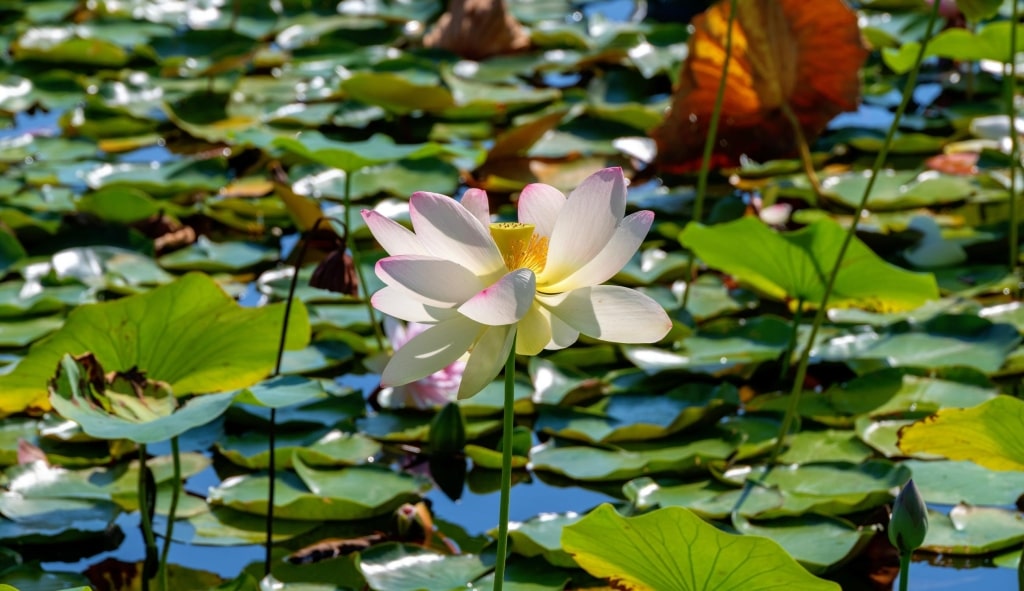 A delicate lotus blossom blooms above vibrant green leaves in a sunlit garden pond at Die Garten Tulln.