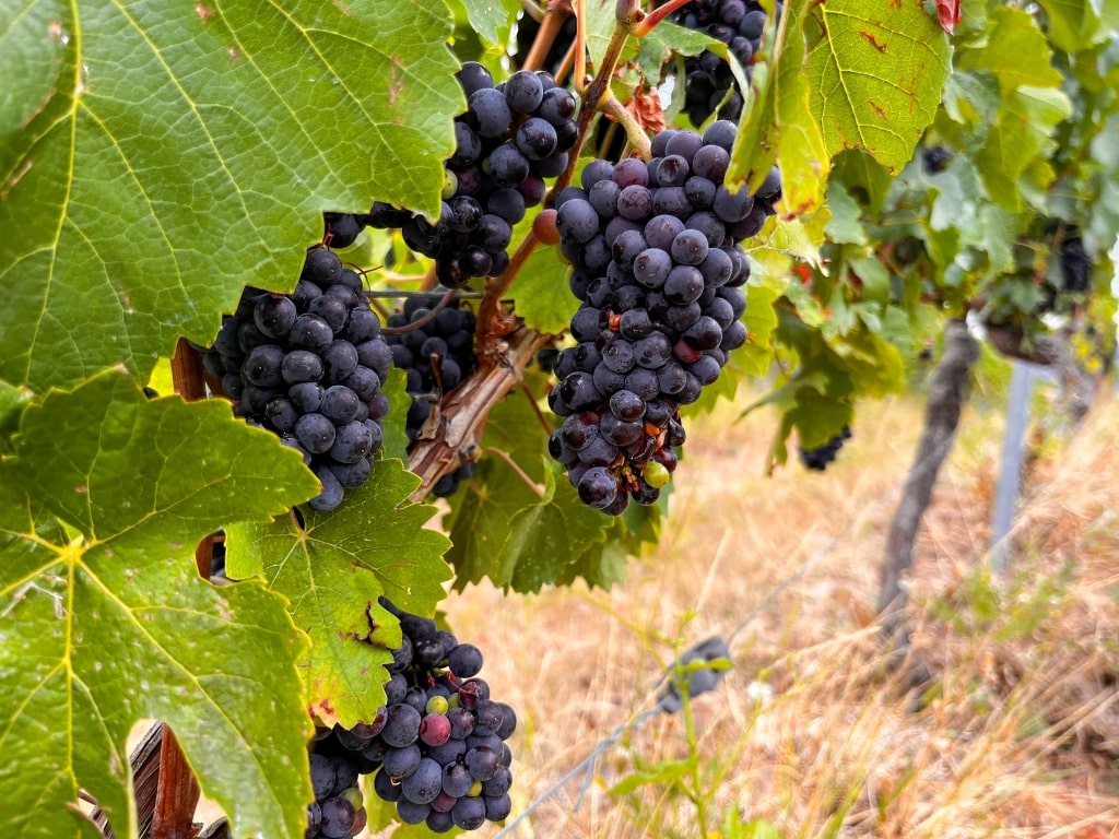 A close-up view of ripe red wine grapes hanging among green leaves on the vine prior to autumn harvest.