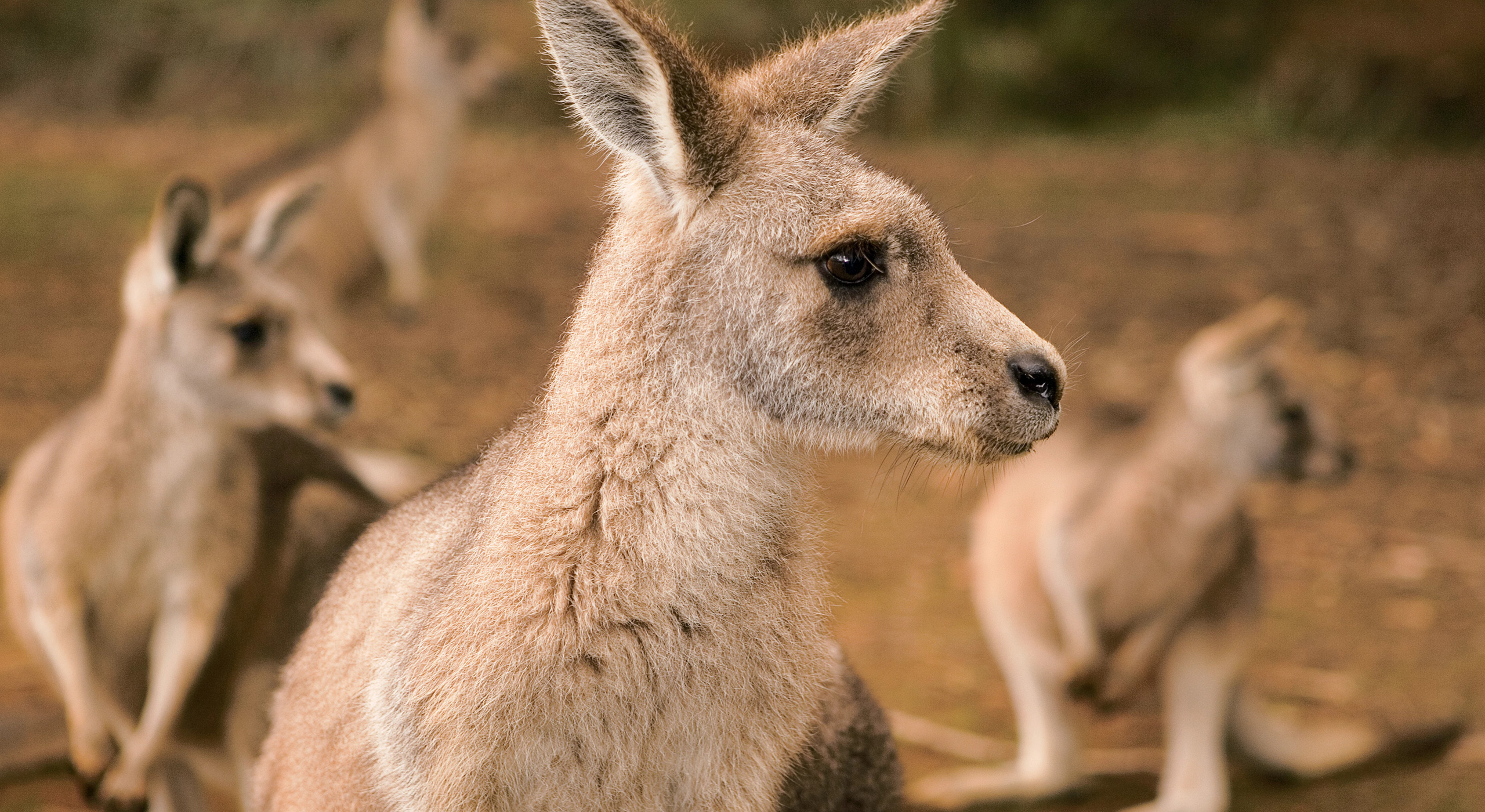 Tasmania
