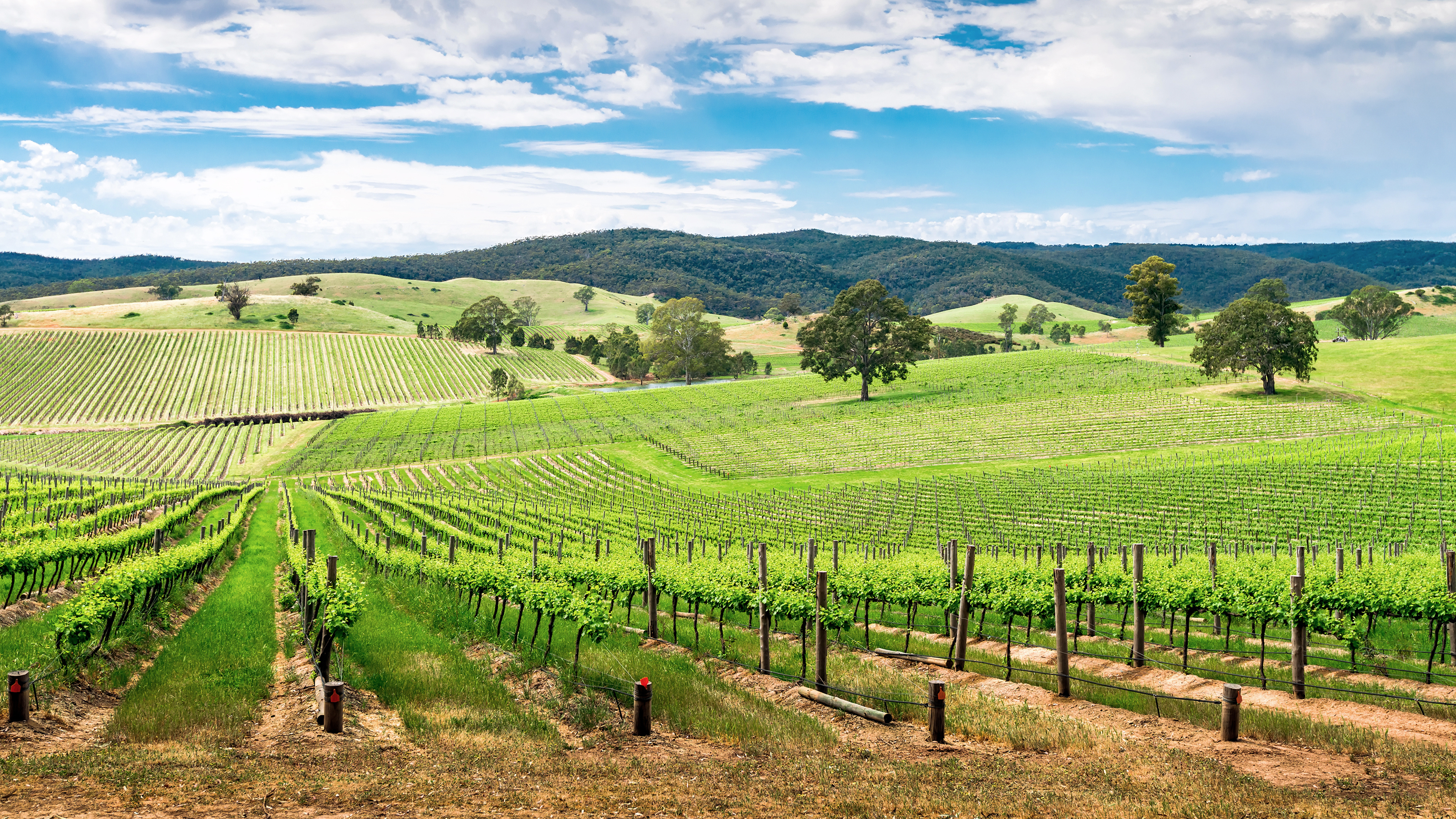 Australia Wine