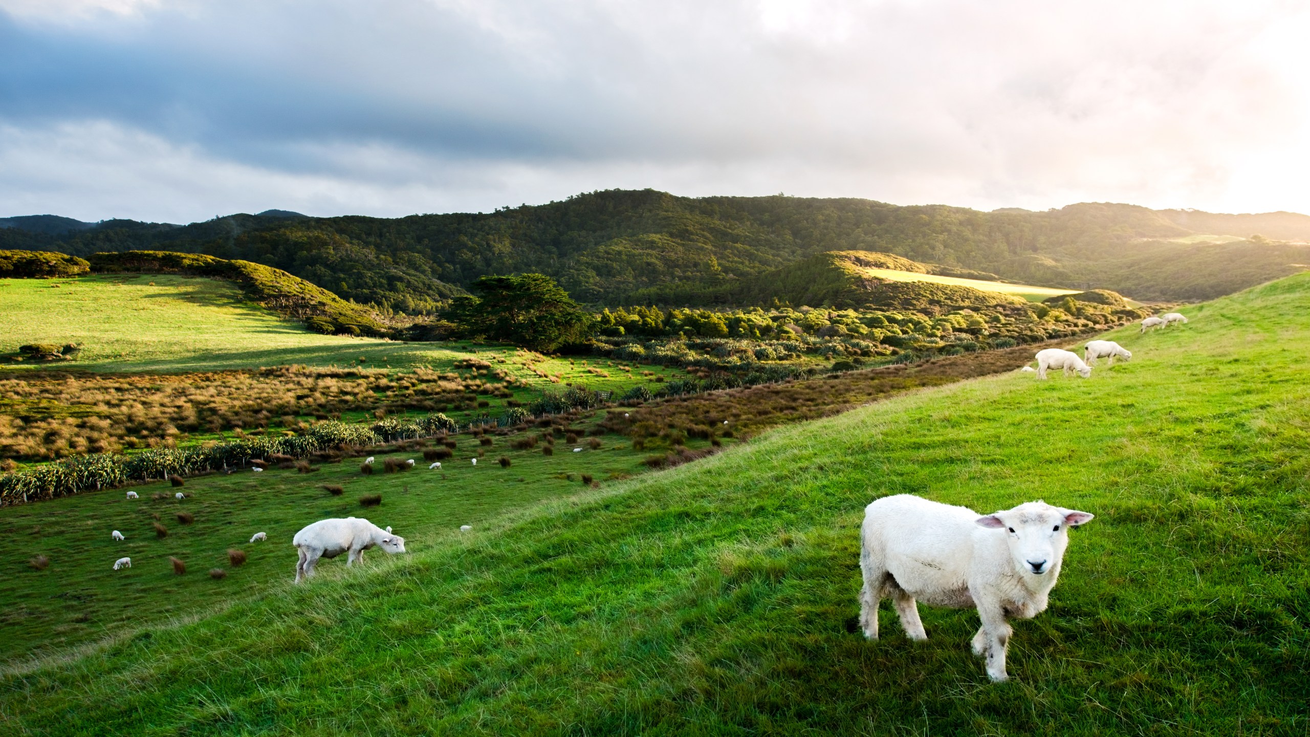 13 Night Best of New Zealand on Solstice