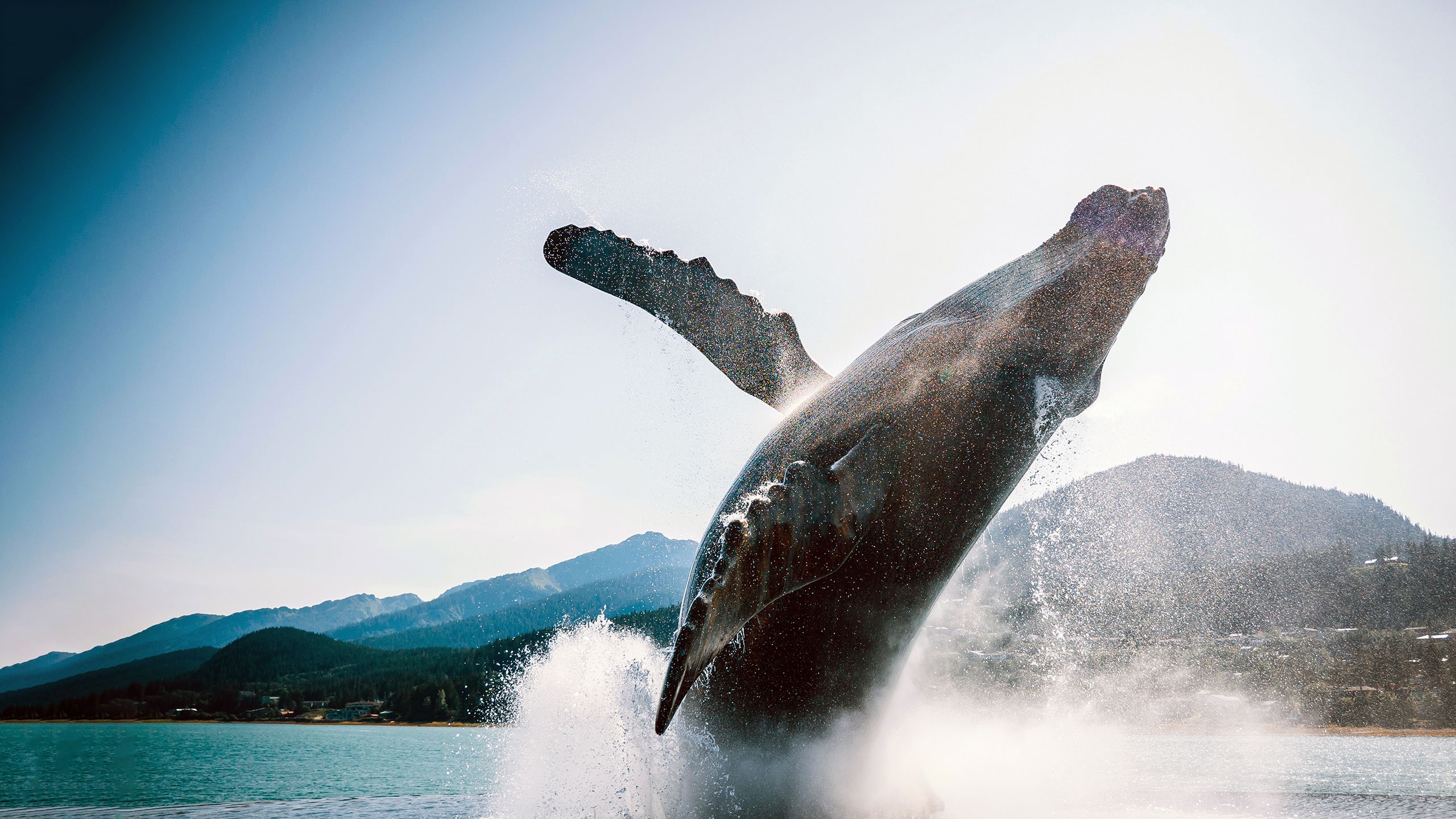 alaska whale jump 2560x1440