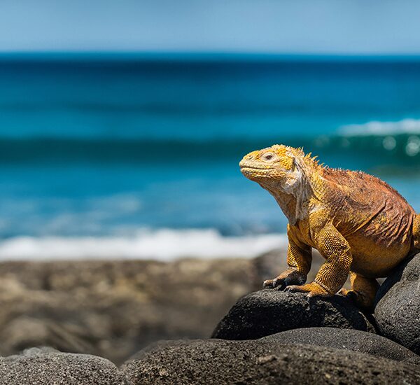 Caribbean-web-promo-mobile