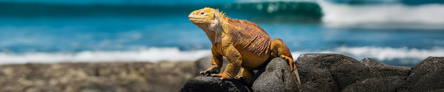 Caribbean-beach-large