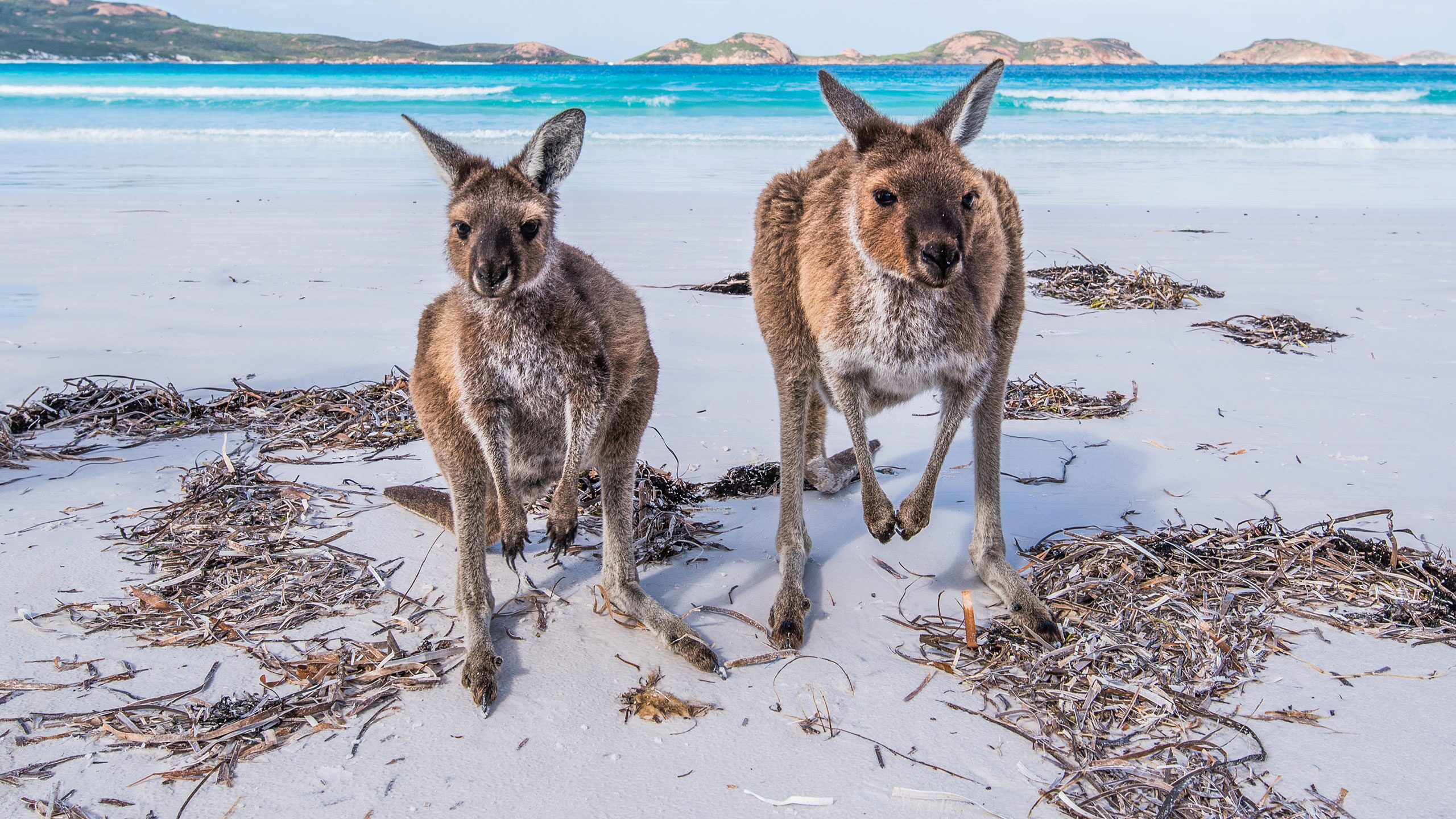 cruise from sydney to kangaroo island