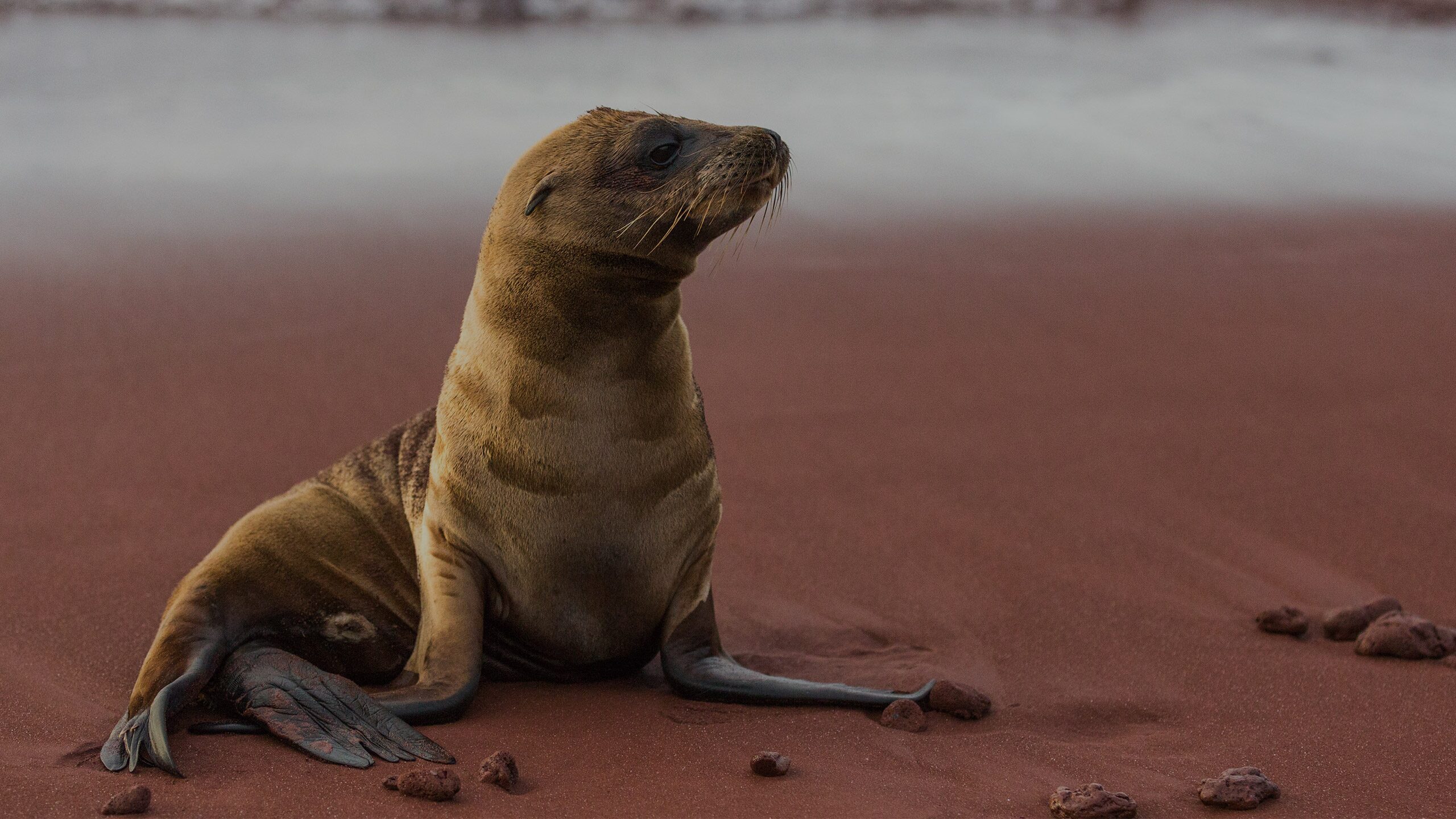 Visit Isla Rábida A Red Sand Beach and Breathtaking Views Celebrity