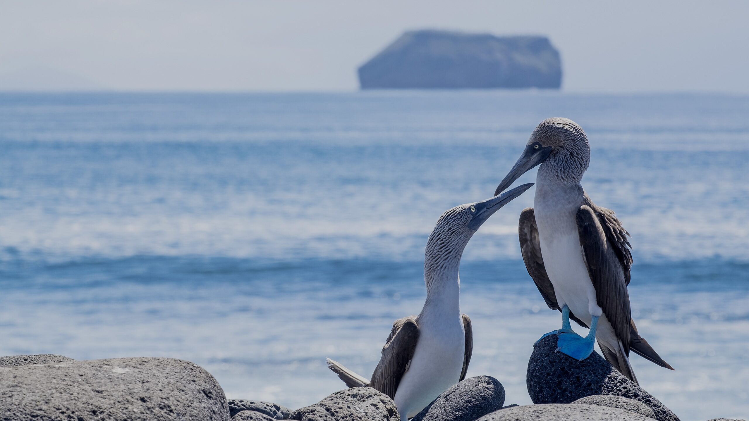 Blue Footed Boobies Exploring Galapagos Islands' Birds